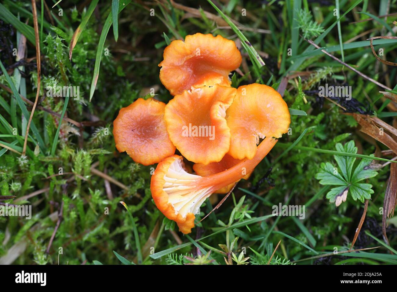 Hygrocybe cantharellus, conosciuto come Goblet Waxcap, fungo selvatico finlandese Foto Stock