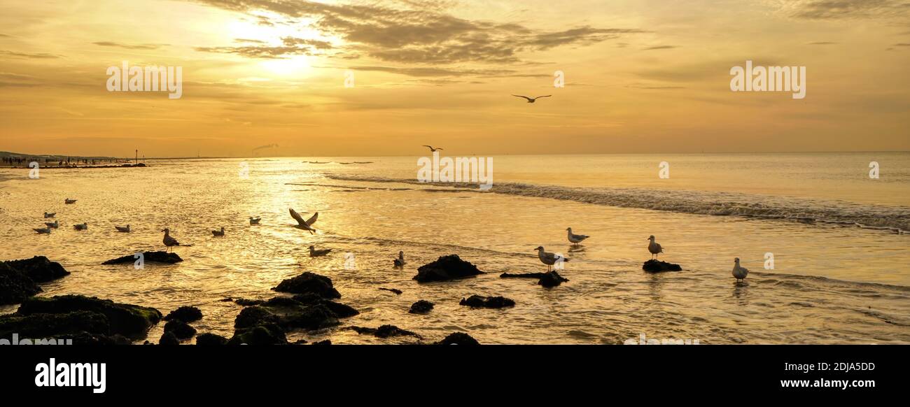 Panorama del tramonto sulla spiaggia. Mare al tramonto. Silhouette di  gabbiani in controluce in mare. Copertina lunga o banner Foto stock - Alamy