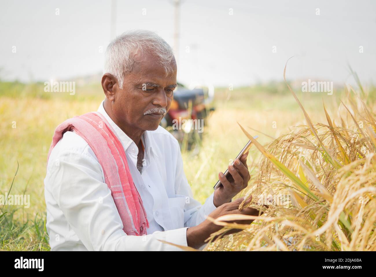 Coltivatore occupato che controlla la resa di raccolto e parassiti usando Telefono cellulare - concetto di Farmer che utilizza la tecnologia smartphone e. internet in agricoltura farmla Foto Stock