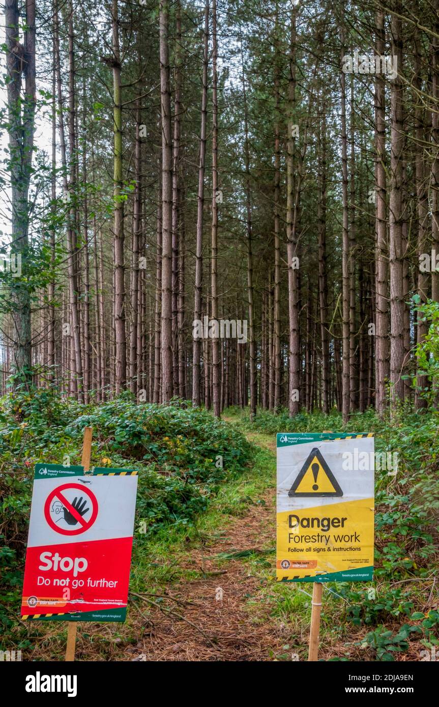 Cartelli di avvertimento sul sentiero durante i lavori di silvicoltura nella foresta di Thetford. Foto Stock