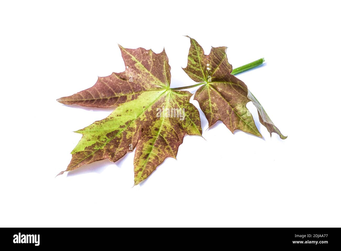 Foglia di acero in autunno isolati su sfondo bianco Foto Stock