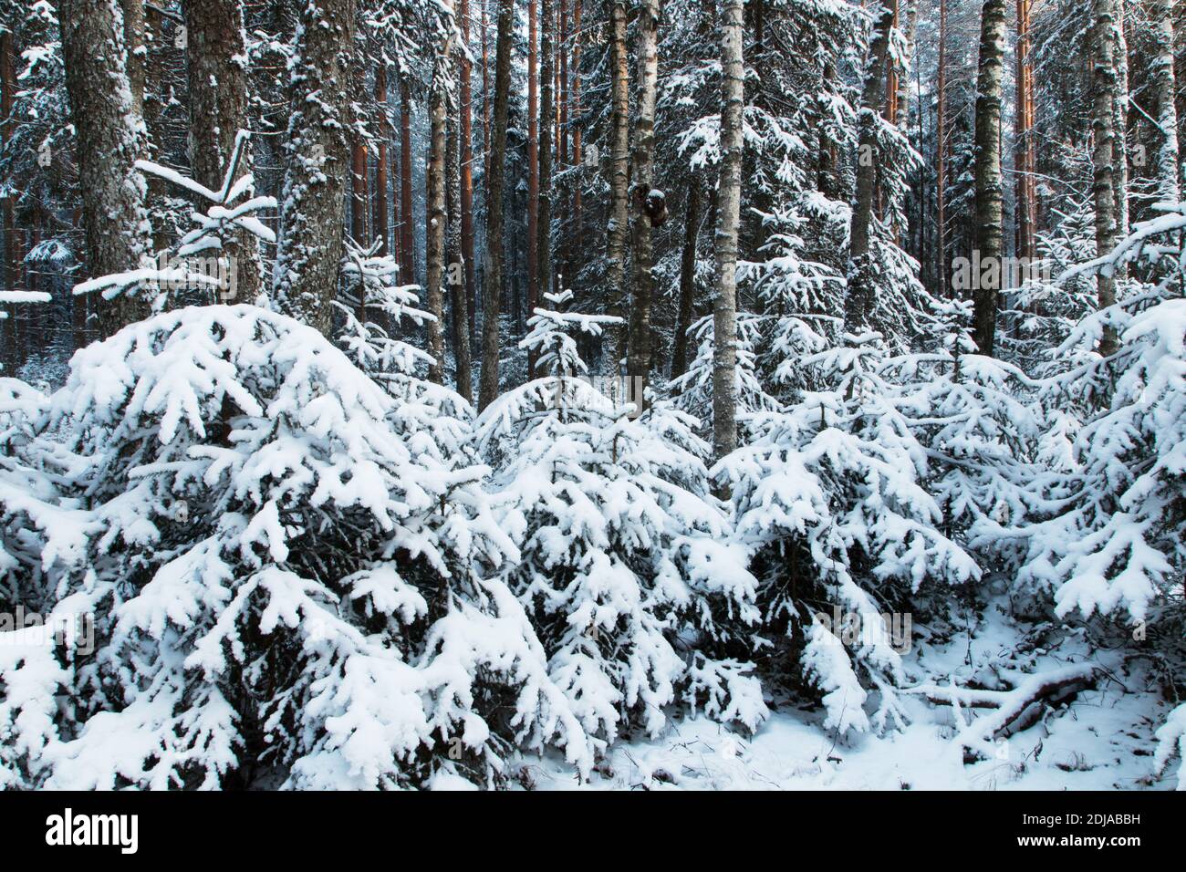 Foresta boreale invernale con piccoli abeti innevati in Estonia, Nord Europa. Foto Stock