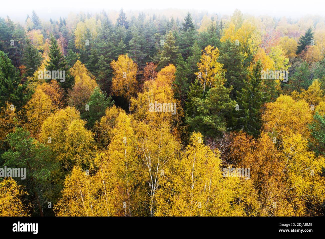Antenna di lussureggiante foresta boreale selvaggia durante il colorato fogliame autunnale nella natura europea. Foto Stock