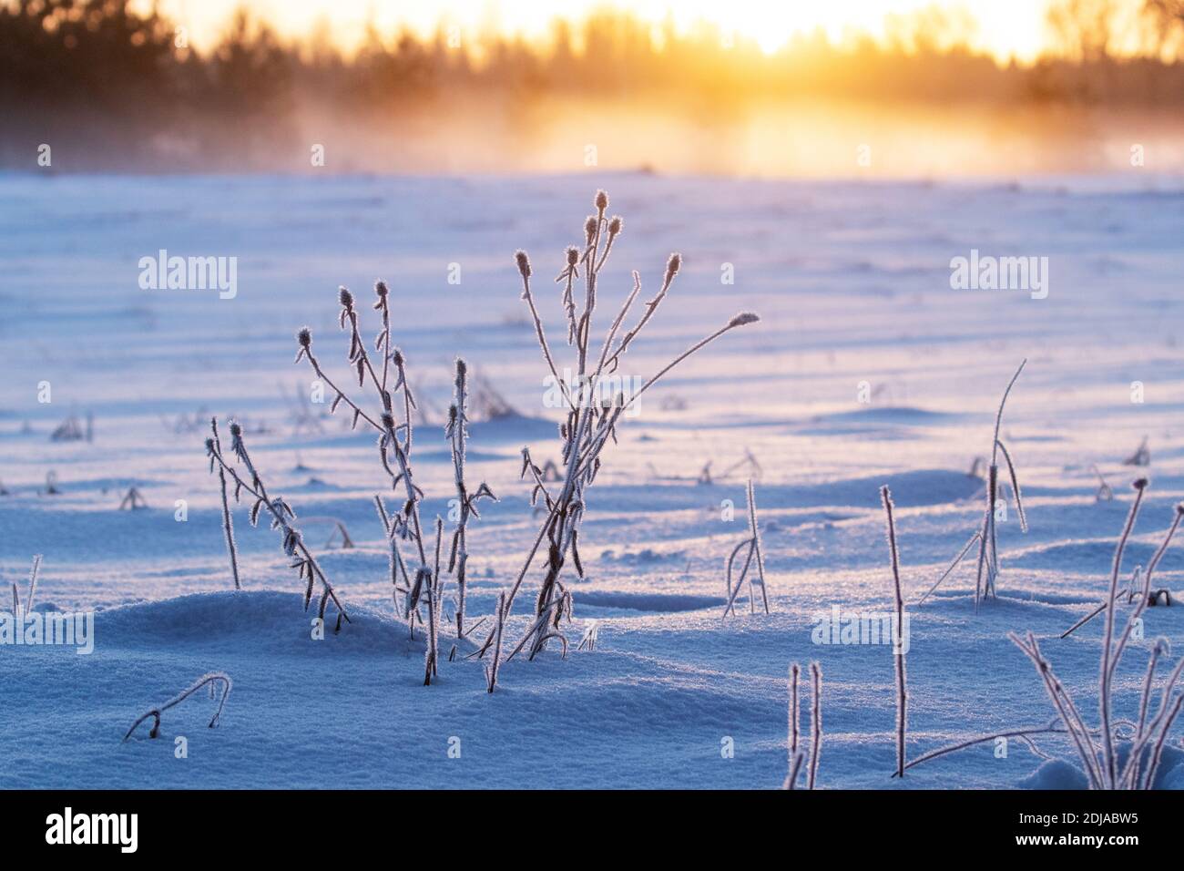 Piante ghiacciate su un campo innevato durante un'alba colorata in una fredda mattina invernale in Estonia, stato Baltico. Foto Stock