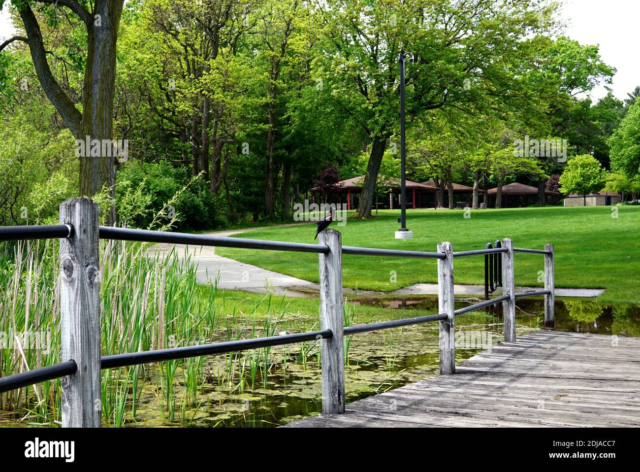 Un uccello nero si trova su una recinzione di legno, dietro un uccello c'è un bellissimo parco con prati verdi e un sentiero. Canne crescono nello stagno dietro la recinzione. Foto Stock