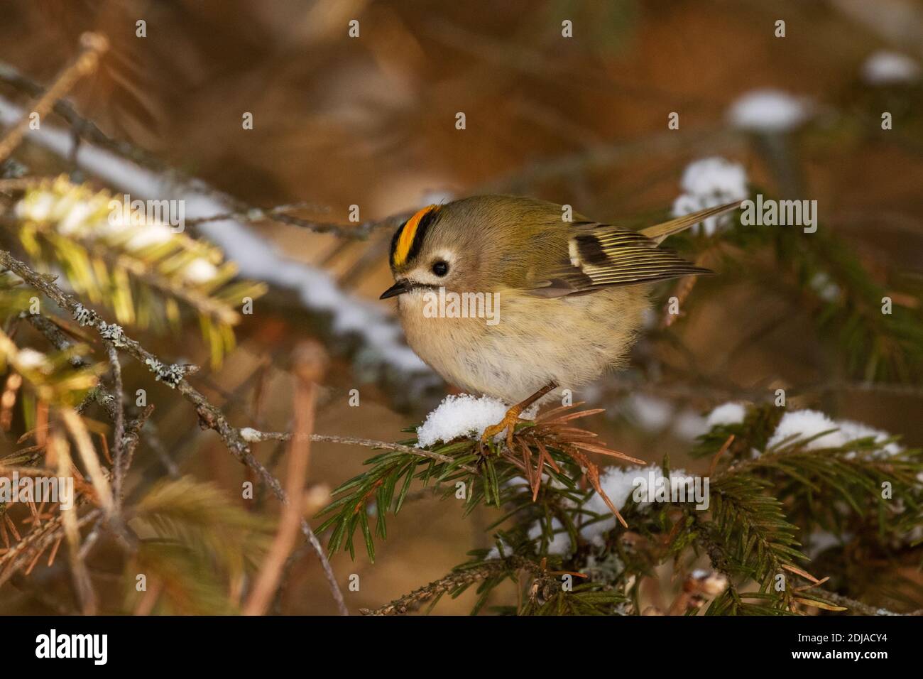 Un curioso Goldcrest, Regulus regulus come il più piccolo uccello in Europa che pervica su un ramo di abete rosso in una foresta boreale invernale. Foto Stock