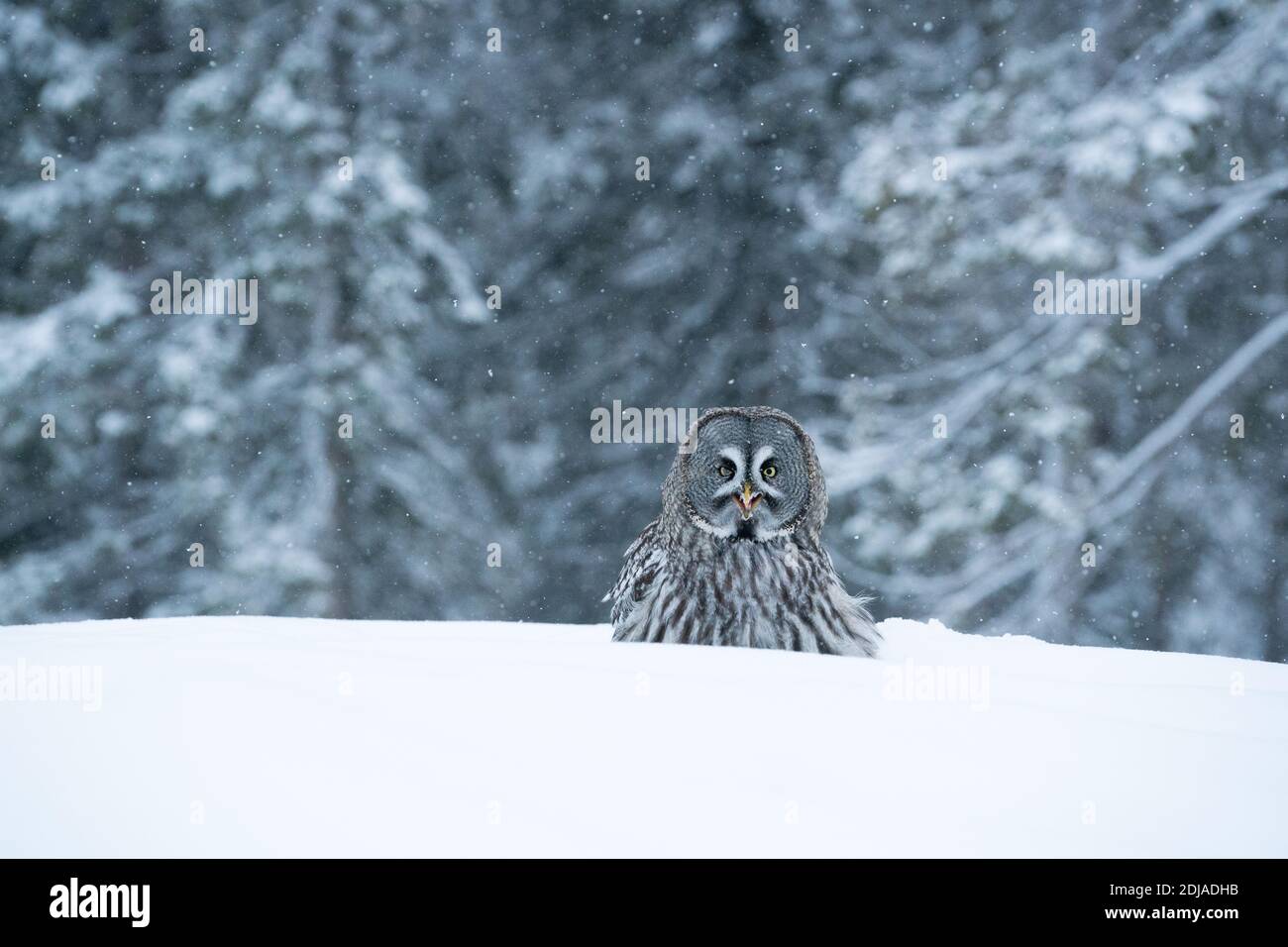 Great Grey Owl (Strix nebulosa) in piedi sulla neve bianca nel mezzo delle meraviglie invernali della foresta di taiga nevosa vicino Kuusamo, Finlandia settentrionale. Foto Stock