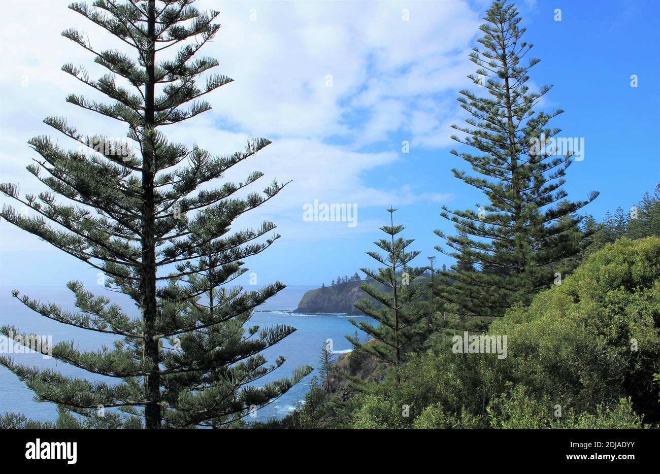 Norfolk Island, territorio esterno australiano, Puppys Point, con endemico Norfolk Island Pines. (Araucaria eterofilla) Foto Stock