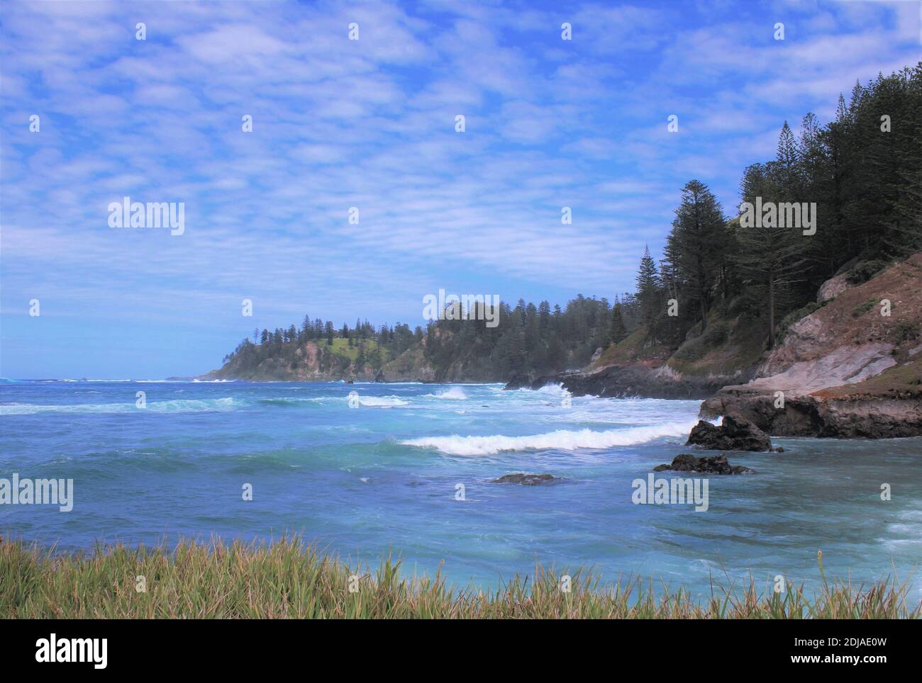 Norfolk Island, Sydney Bay ad ovest del molo di Kingston. Endemico Norfolk Island Pines. (Araucaria eterofilla) Foto Stock