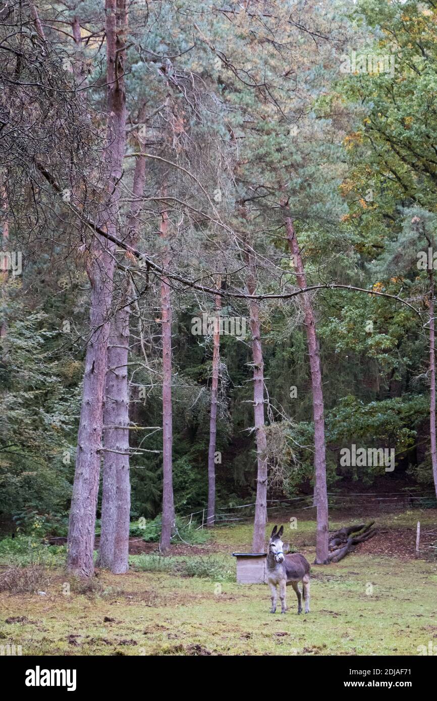 Asino solitario in piedi su un paddock nei boschi, Germania Foto Stock