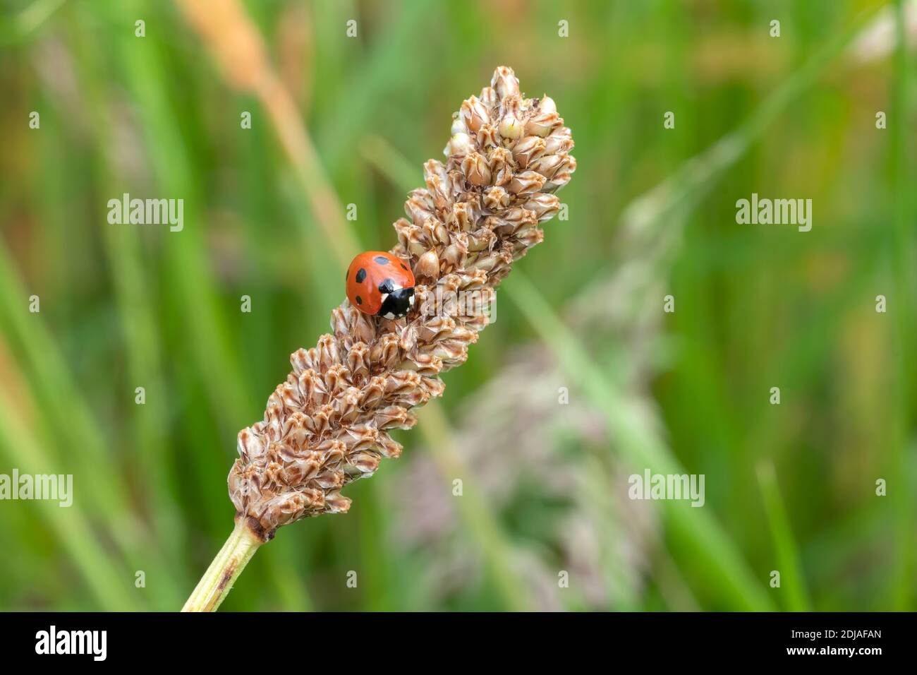 Ladybug, (coccinella septempunctata) un coleottero rosso con sette macchie poggianti su una pianta di grano di semina d'erba gambo estate din primavera comunemente noto come una signora Foto Stock
