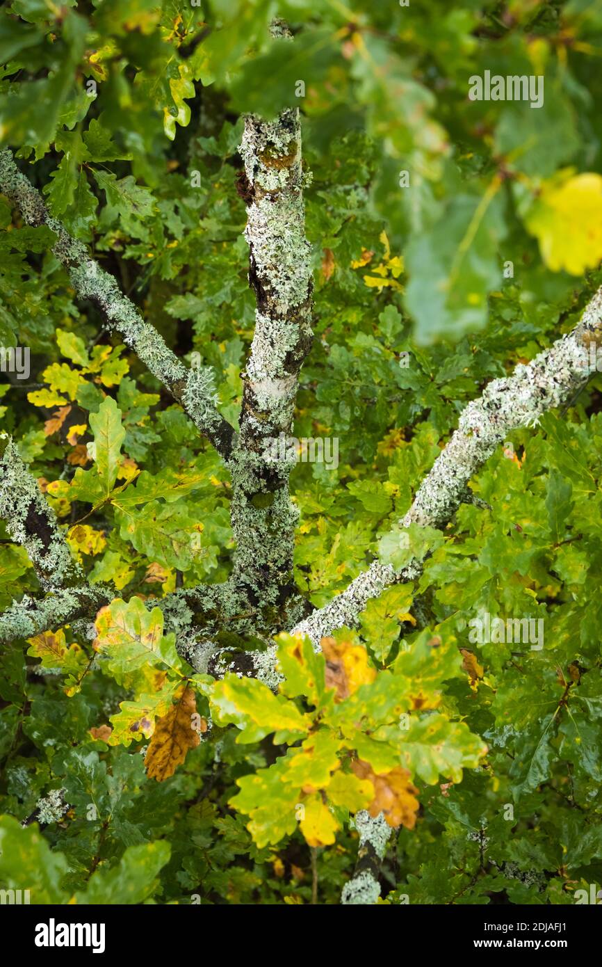 Foglie di quercia in autunno, Pfälzerwald, Germania Foto Stock
