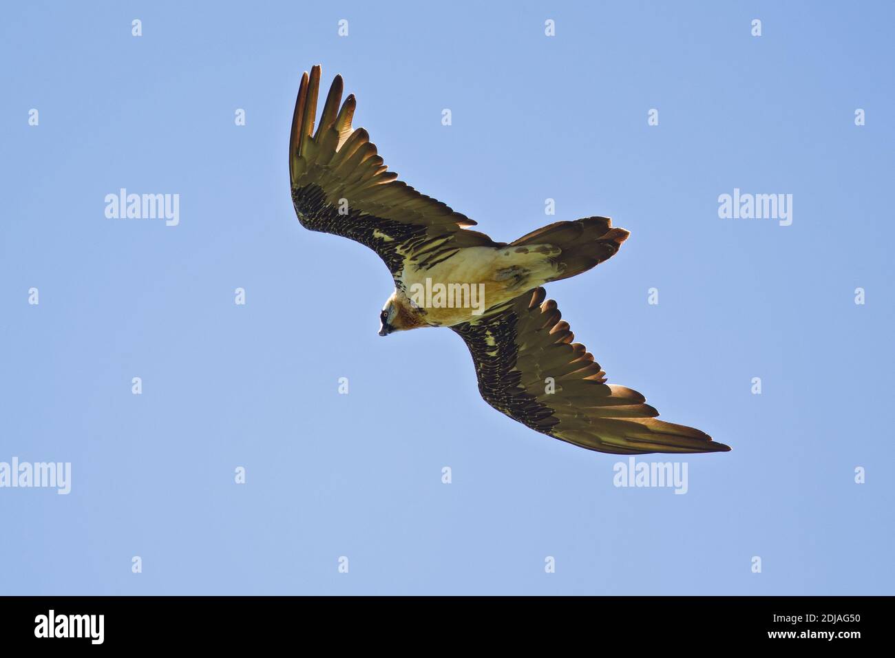 Bearded Vulture (Gypaetus barbatus) volo adulto, Bulgan, Mongolia Foto Stock
