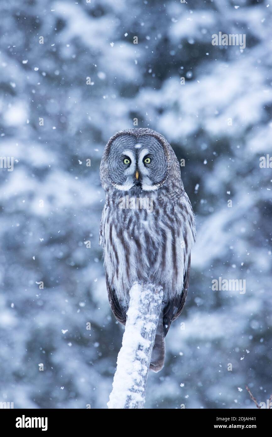 Un bellissimo e maestoso uccello di preda Grande Grey Owl (Strix nebuulosa) che cede nel paese delle meraviglie invernali della foresta di taiga nevosa vicino Kuusamo, pinna settentrionale Foto Stock