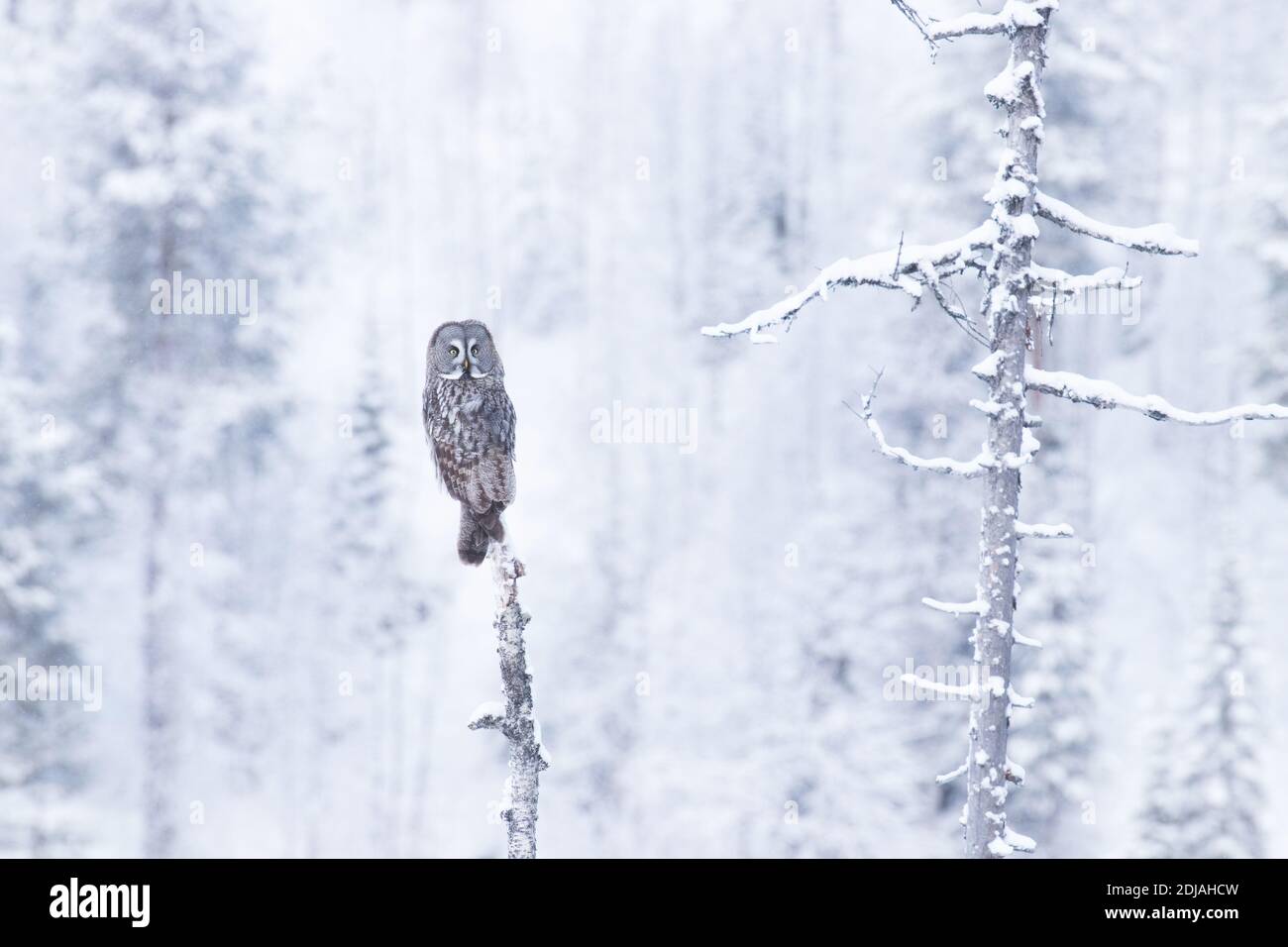 Maestoso uccello di preda Grande Grey Owl (Strix nebuulosa) seduto su un vecchio albero morto e che cede durante l'inverno paese delle meraviglie della foresta di taiga nevosa vicino a Kuusa Foto Stock