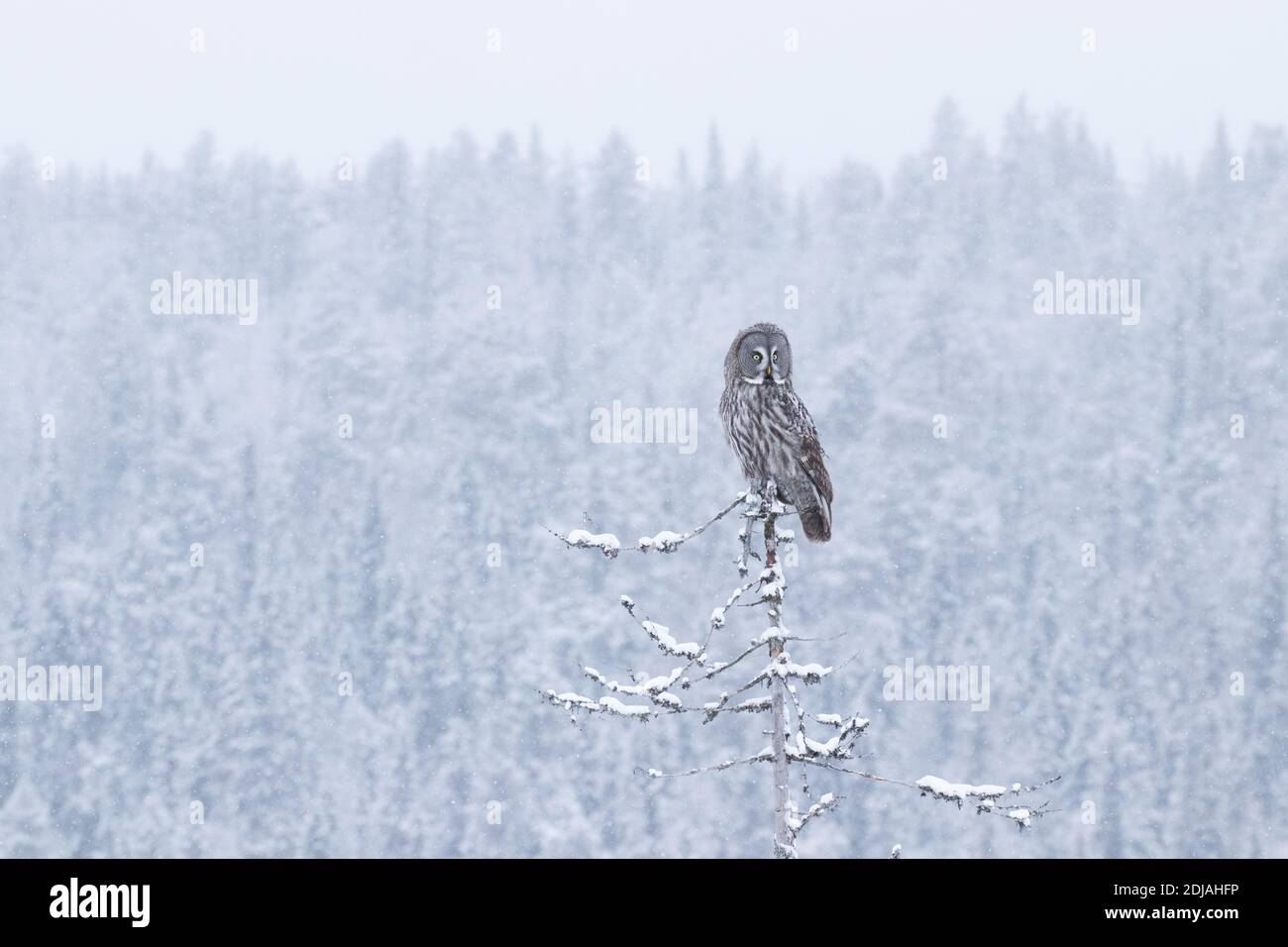 Maestoso uccello di preda Grande Grey Owl (Strix nebuulosa) seduto su un vecchio albero morto e che cede durante l'inverno paese delle meraviglie della foresta di taiga nevosa vicino a Kuusa Foto Stock