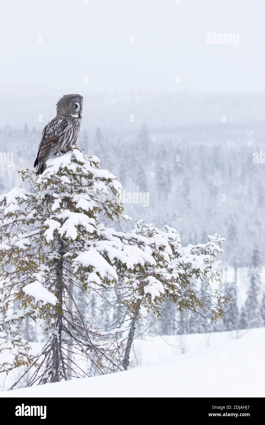 Una foto verticale di una Grande gufo grigio (Strix nebuulosa) seduta su un piccolo albero e guardando oltre il paese delle meraviglie invernali vicino a Kuusamo, Finlandia settentrionale. Foto Stock