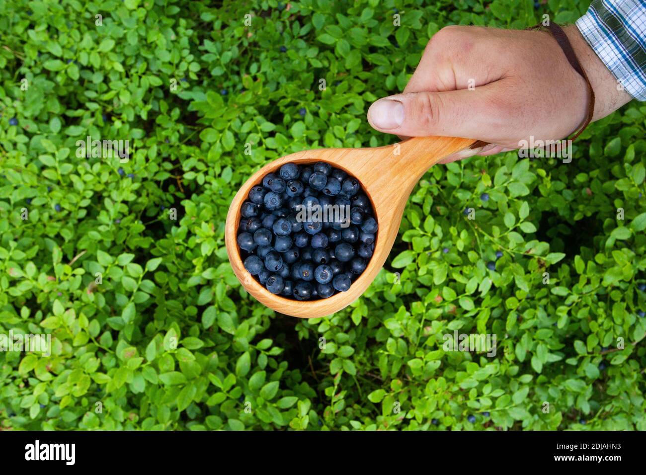Tenere a mano una piccola tazza di legno piena di frutti di bosco appena selezionati, mirtillo di Vaccinium come una prelibatezza settentrionale nella foresta estone. Foto Stock