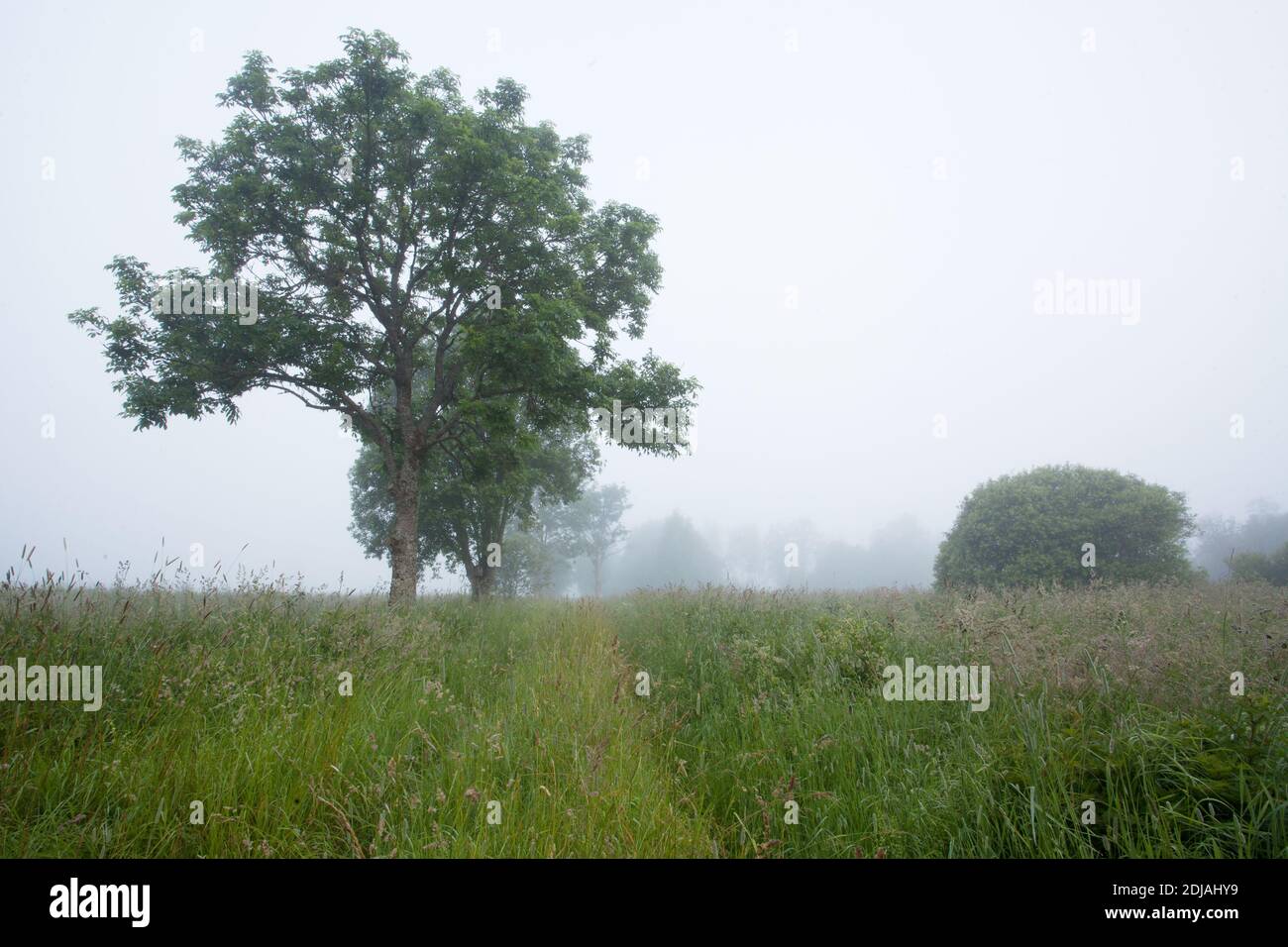 Misty mattina su un lussureggiante prato estivo nella campagna estone. Foto Stock