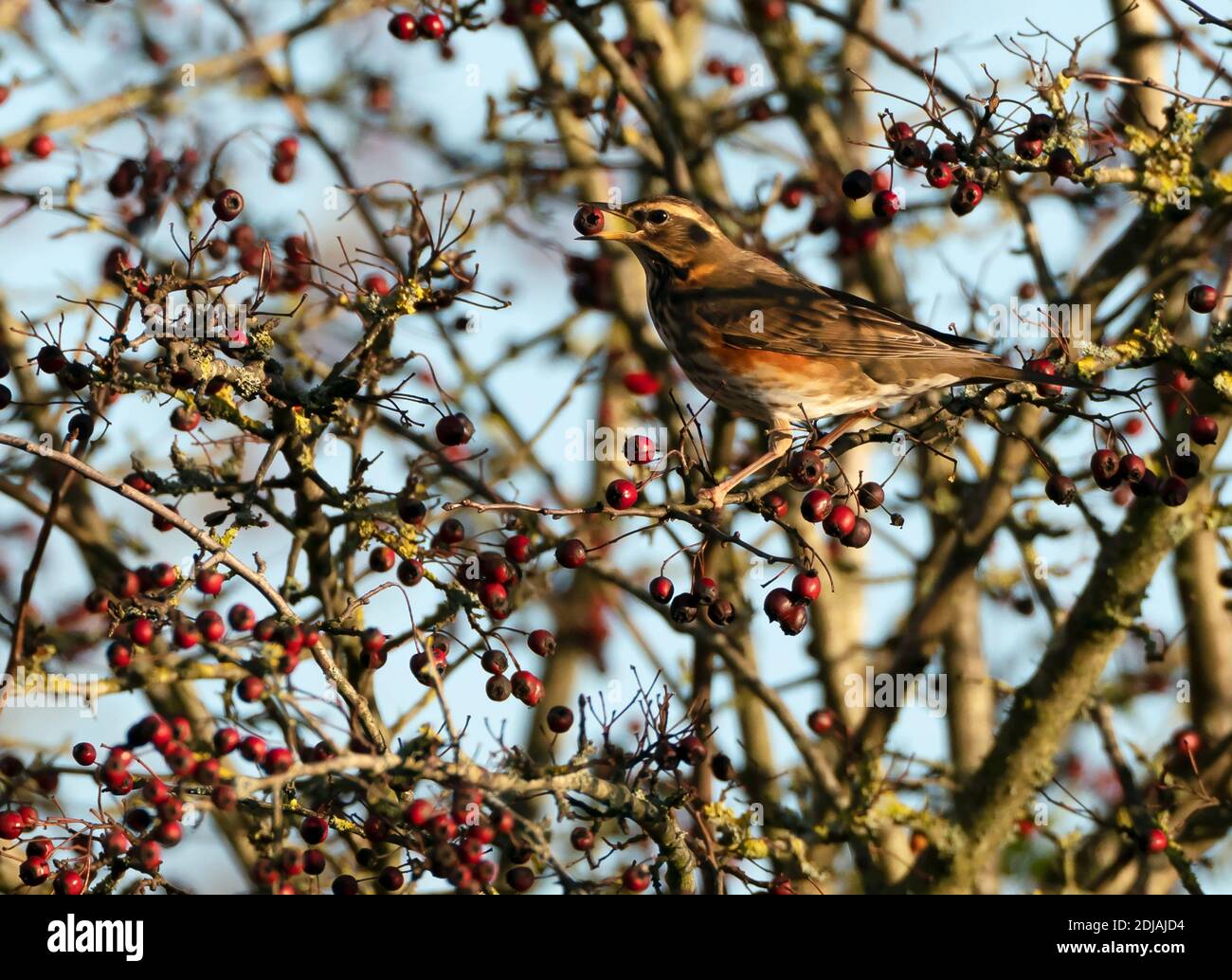 Una Redwing (Turdus iliacus) che si nuota sulle bacche di biancospino rosso, Cotswolds Foto Stock