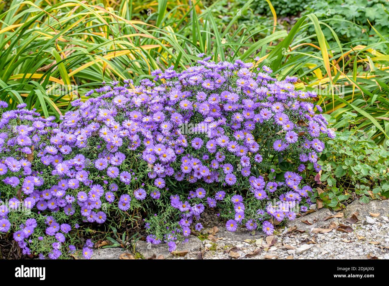 Kissen-Aster (Aster 'Lady in blu") Foto Stock