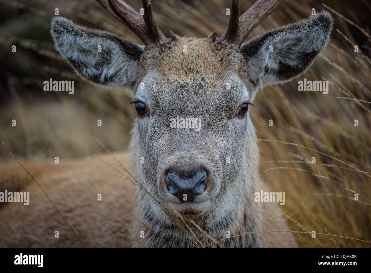 Red Deer Stag, Scottish Highlands, Scozia, Regno Unito Foto Stock