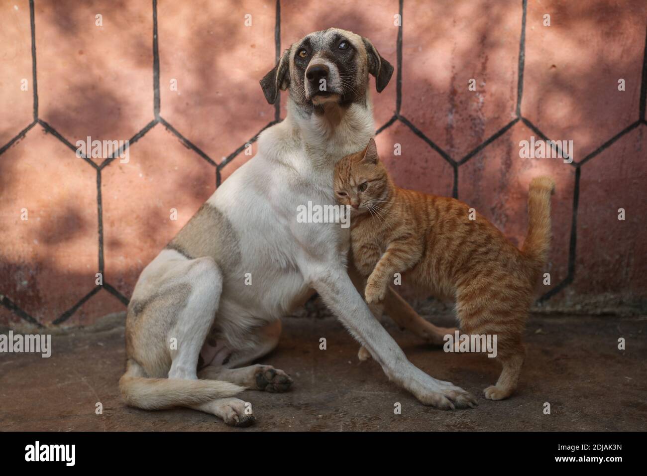 12 dicembre 2020, Siria, Azmarin: Una foto resa disponibile il 14 dicembre 2020 mostra un gatto che si sfrega contro un cane in un rifugio costruito dalla siriana Organizzazione per il salvataggio degli animali (SORA) nel villaggio di Azmarin al confine con la Turchia. Il rifugio, gestito da Marwan al-Abido e dal veterinario Mohamed Bayoosh, È stato stabilito per ospitare quasi 120 gatti e 10 cani che sono stati trasportati alla sicurezza dalla città di Kafr Nabl nel timore che perderebbero la loro vita in mezzo ad un'intensa conchiglie da parte del governo siriano durante la sua campagna del 2019 per riconquistare il controllo della zona. Foto: ANAS Alkharb Foto Stock