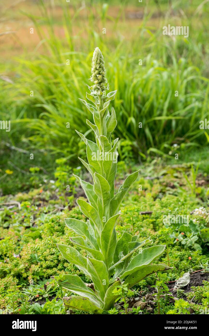 Grande Mullein Verbascum thapsus che cresce sulla testa delle grandi Orme Nel Galles del Nord, regno unito Foto Stock