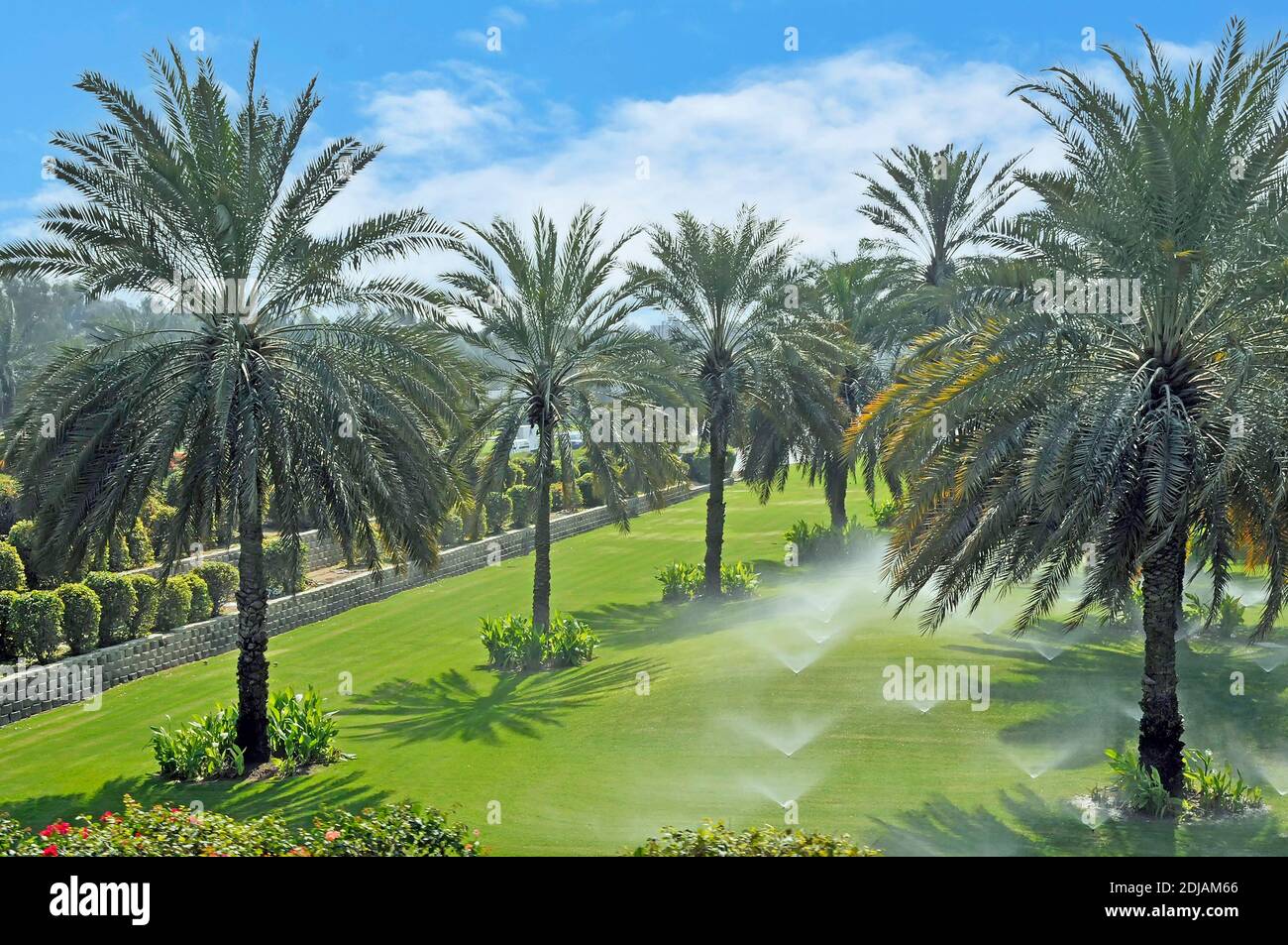 Irrigatori d'acqua a Dubai file di palme in giardino irrorando e irrigando grandi prati verdi verdi e caldi caldi Emirati Arabi Uniti Foto Stock