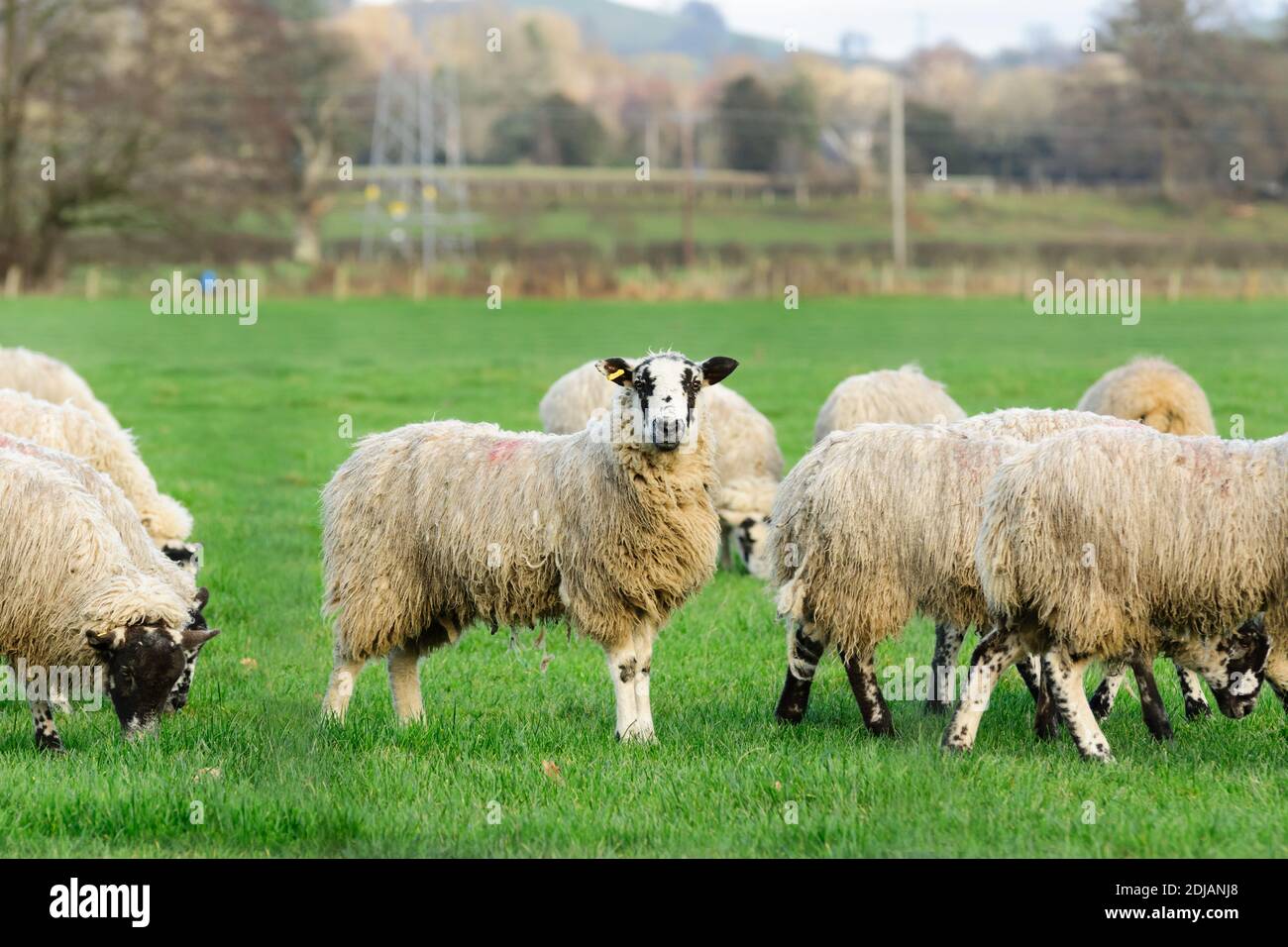 Un gregge di nord Inghilterra o Mule North Country Pecore in una fattoria a Corwen Galles del Nord nel inverno Foto Stock