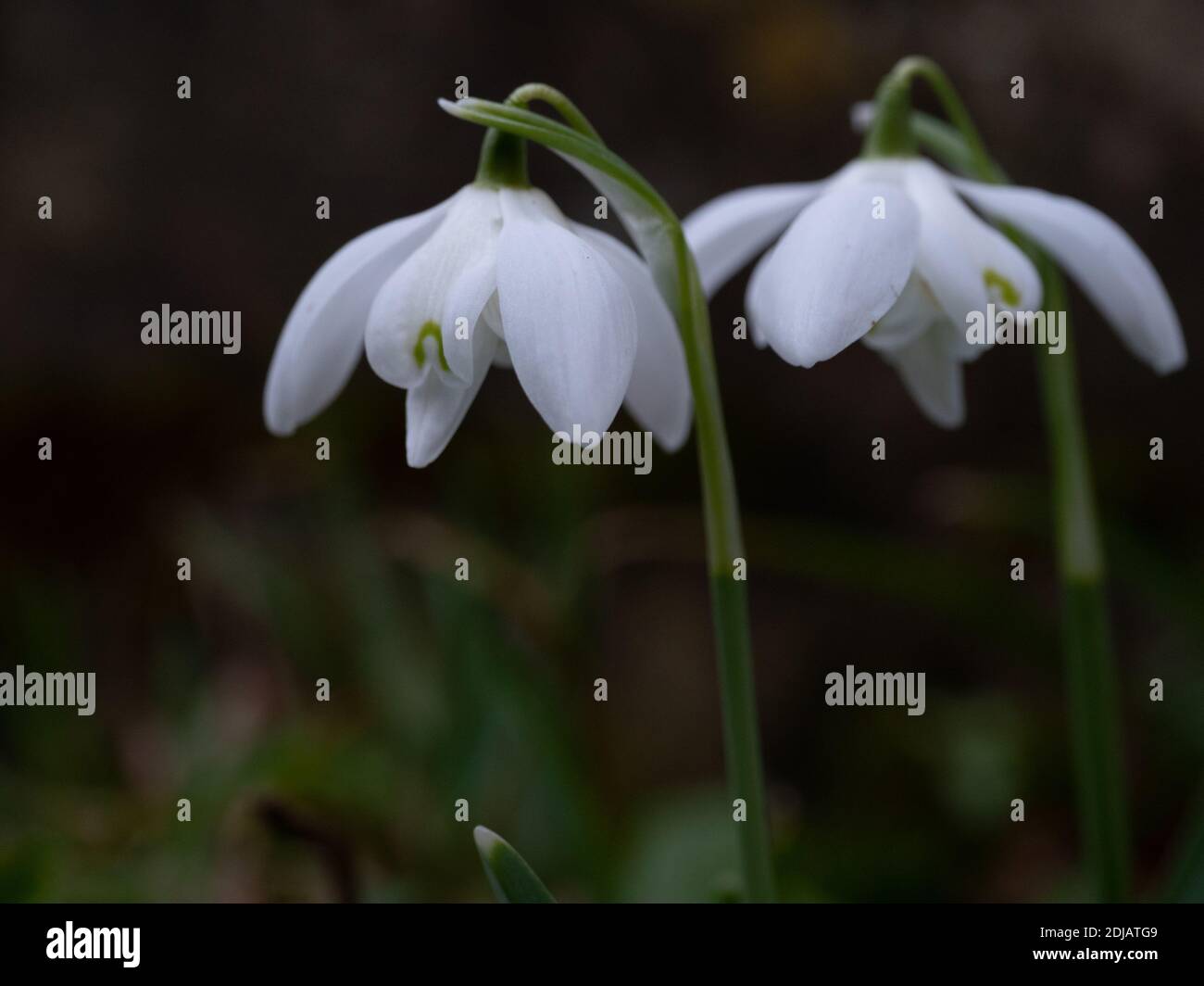Prime nevicate inglesi di primavera a Cottisford Churchyard, Oxfordshire. Foto Stock