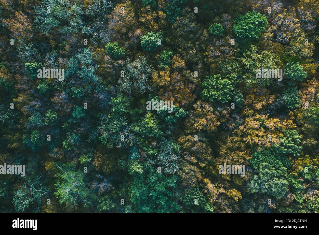 Vista dall'alto della foresta d'autunno dal drone. Foto Stock