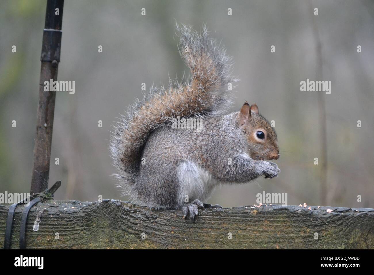 Scoiattolo (Sciurus Carolinensis) Mangiare - Forge Valley - Yorkshire - UK Foto Stock