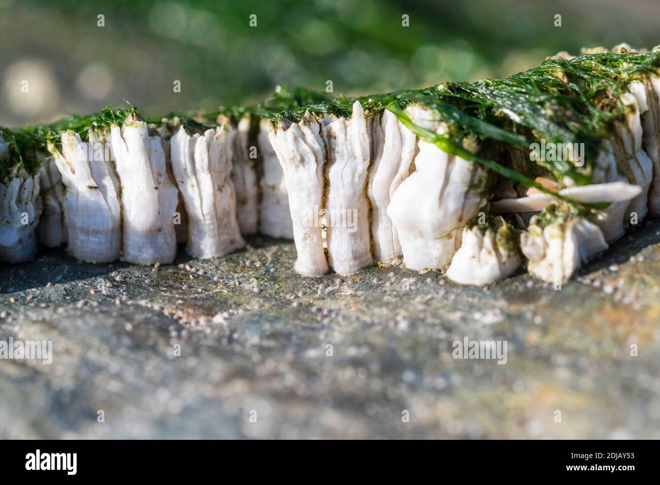 Acorn Barnacles semi balanus balanoides o Chthamalus stellatus vista laterale a bassa marea Foto Stock