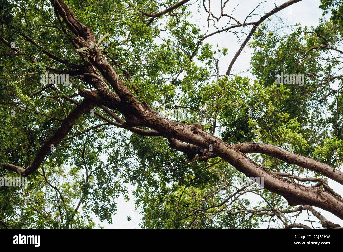 Tronco di albero visto dal basso Foto Stock