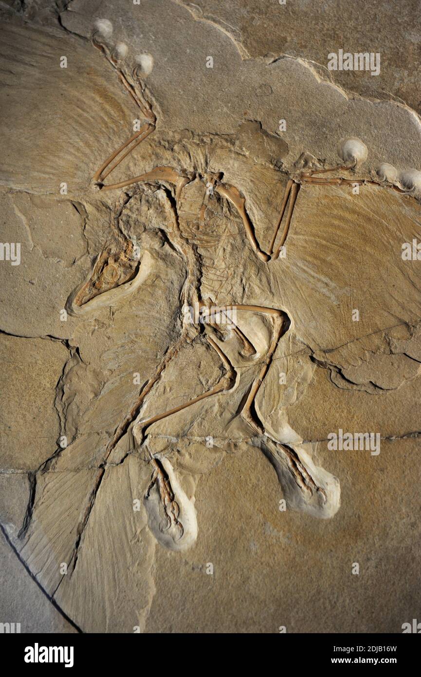 Archaeopteryx, a volte indicato con il suo nome tedesco, Urvogel. Genere di dinosauri simili ad uccelli che è di transizione tra dinosauri piume non-aviarie e uccelli moderni. Periodo giurassico. 150 -145 milioni di anni fa. Fossile di Eichstatt, Germania. Museo di Storia Naturale, Berlino, Germania. Foto Stock