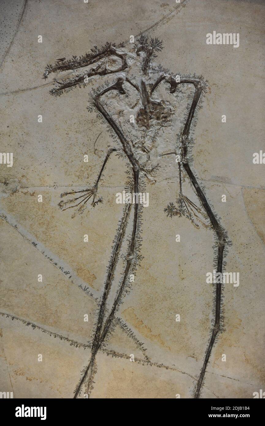 Rhamphorhynchus. Genere di terosauri a coda lunga nel periodo Jurassico. 150 milioni di anni fa. Rhamphorhynchus longicaudus. Museo di Storia Naturale, Berlino, Germania. Foto Stock