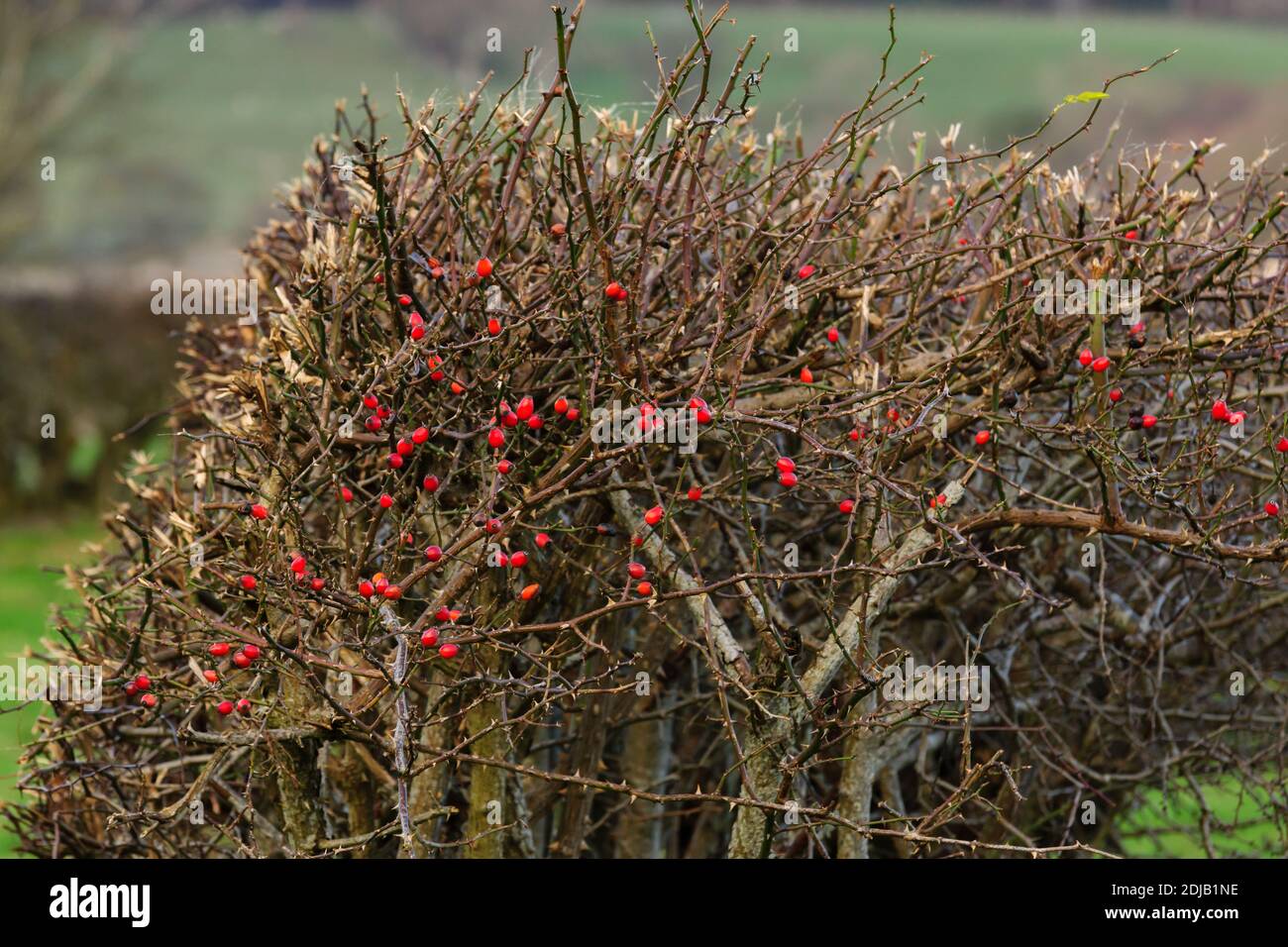 Bacche di rosa in una siepe invernale su terreni agricoli rurali in Galles, Regno Unito Foto Stock