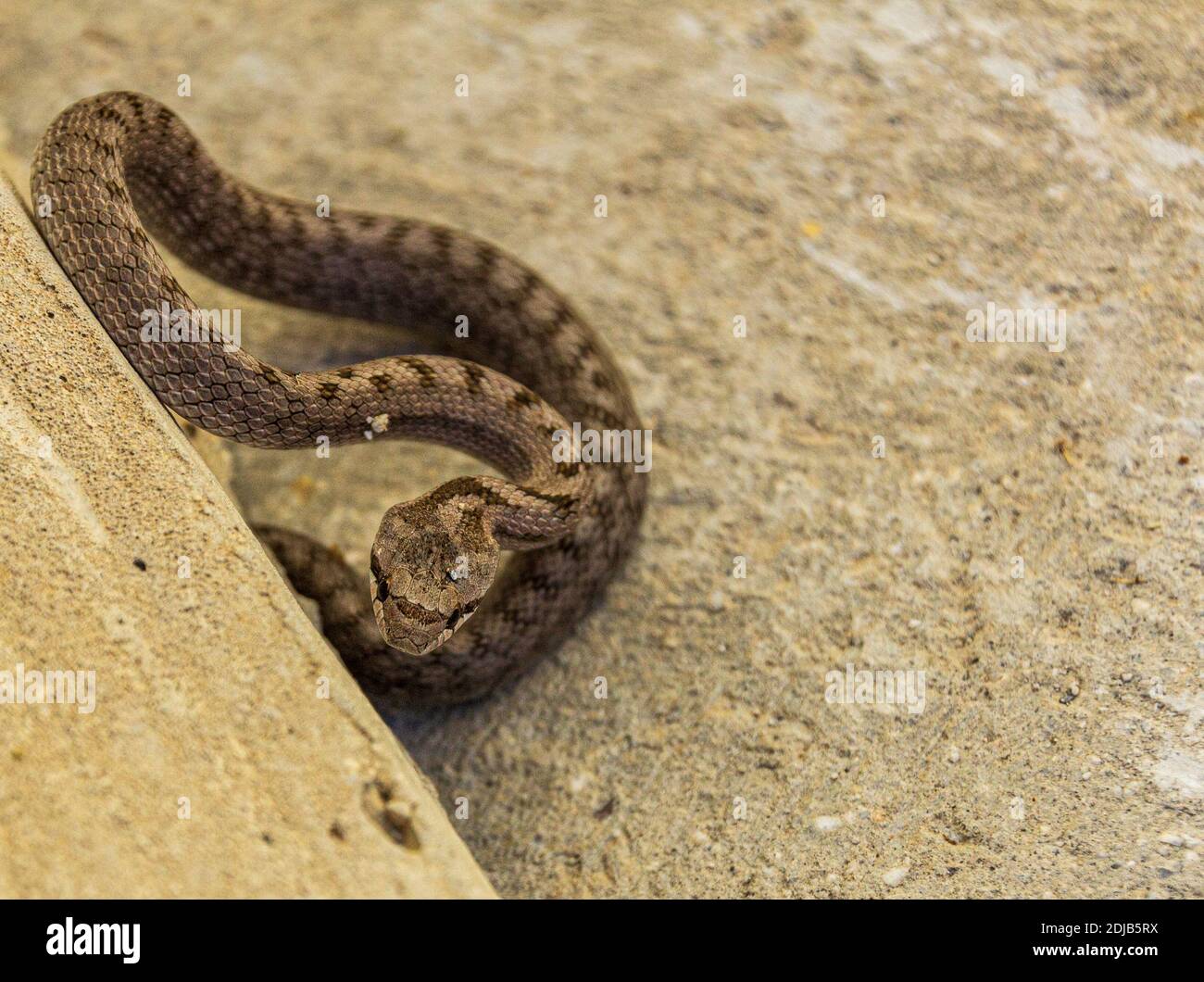 Coronella girondica, serpente liscio meridionale Foto Stock