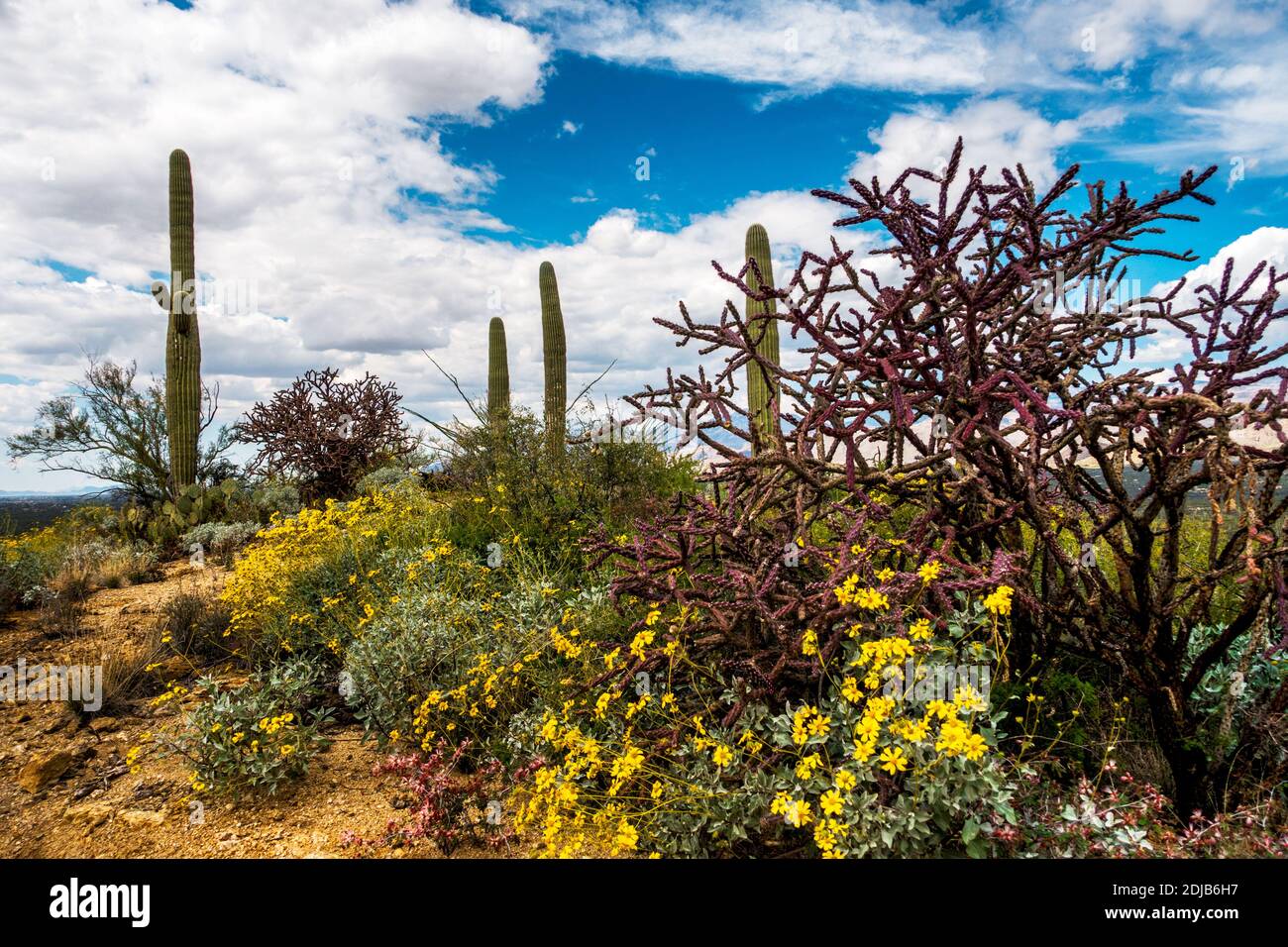 Cactus e fiori selvatici nel deserto lungo il sentiero Douglas Springs nel Saguaro Nation Park (lato est), Arizona Foto Stock
