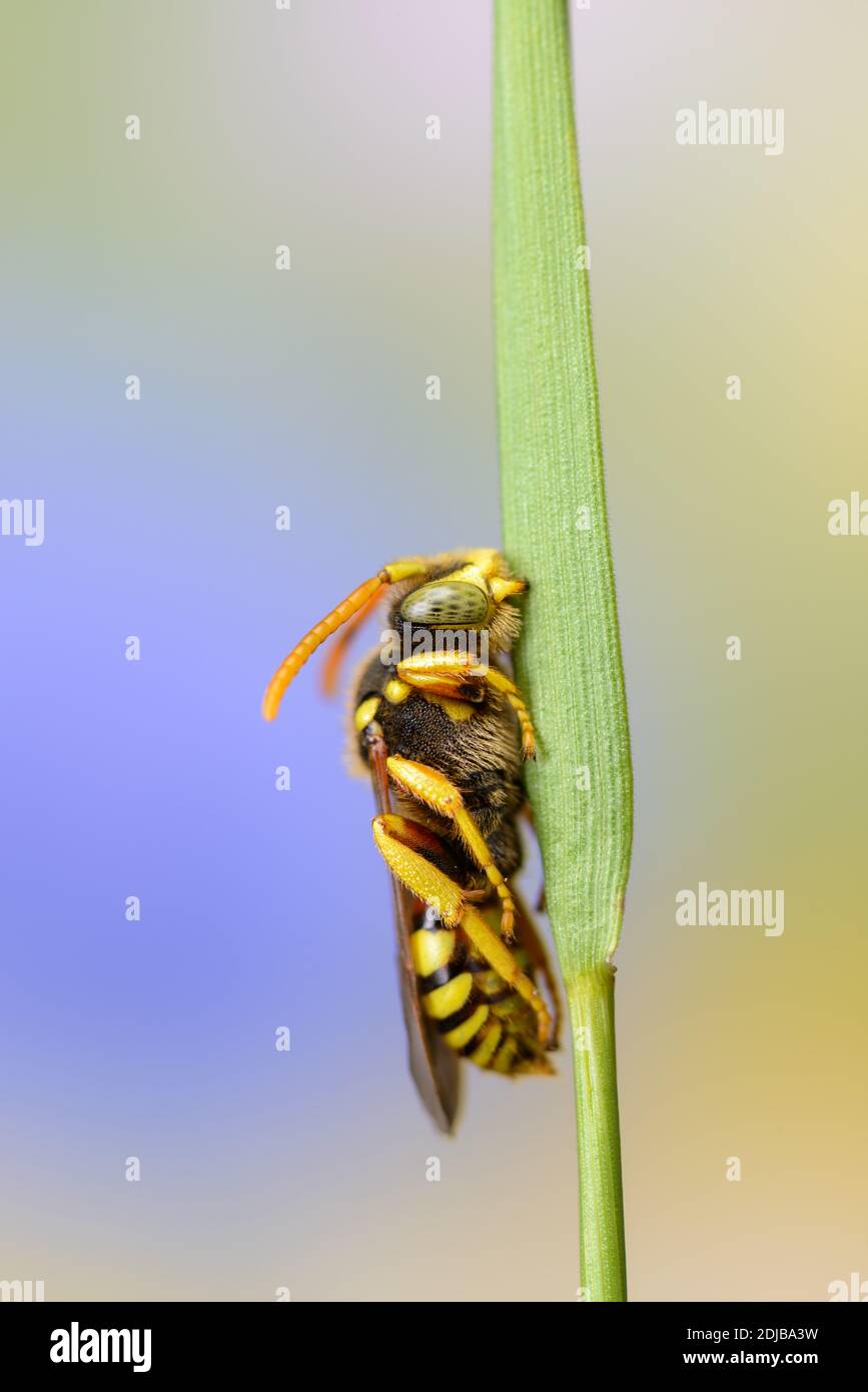 Api selvatiche addormentate, api selvatiche riposanti con mandibole aggrappate all'erba, Wildbiene schlafend, Ruhende Wildbiene Foto Stock