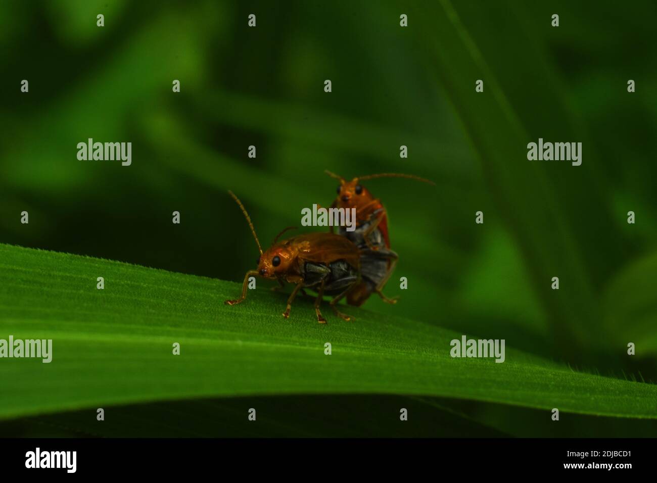 Coleotteri di melone che si accoppiano su erba verde Foto Stock