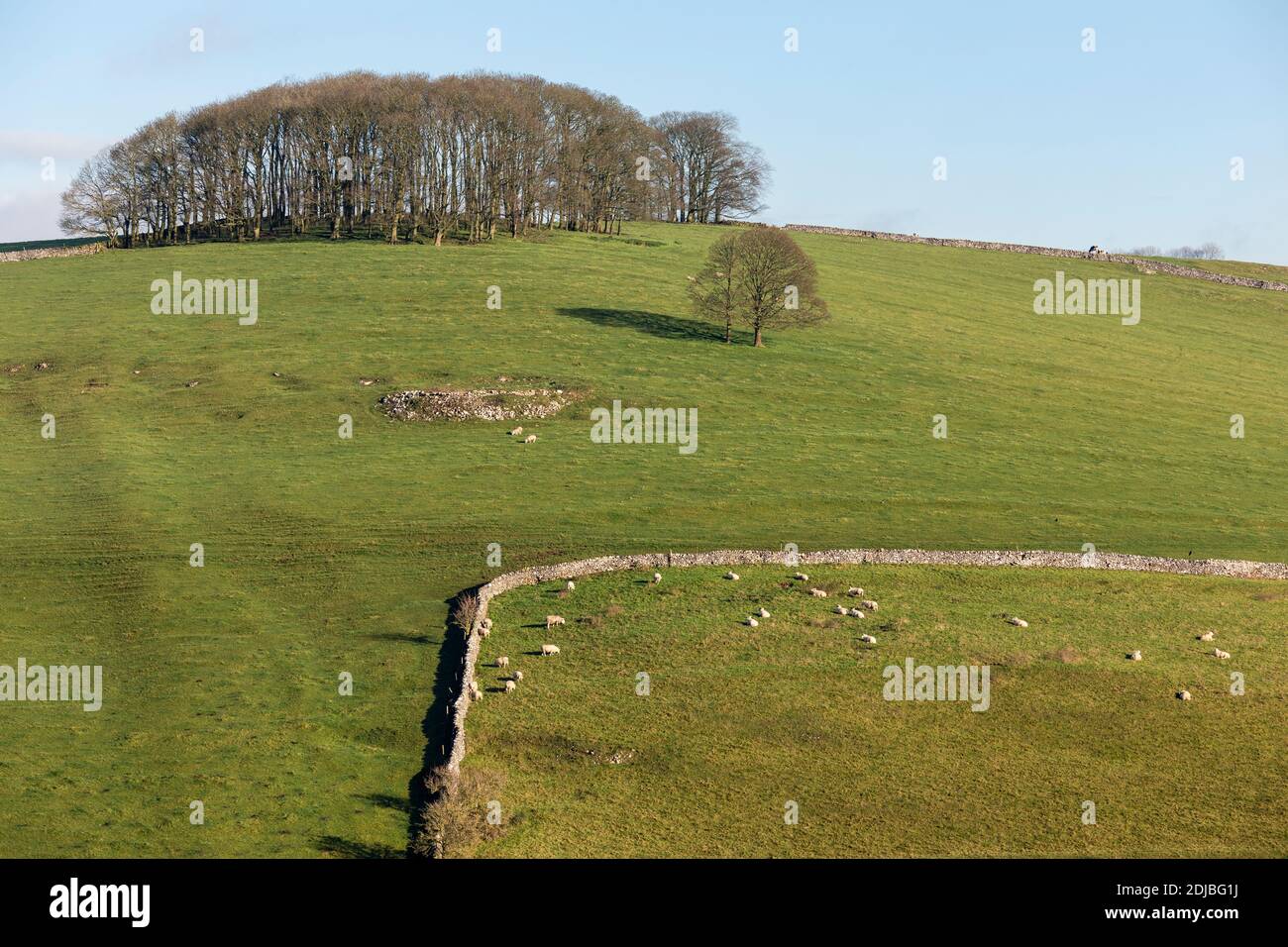 Pascolo tipico nel White Peak con pareti in pietra a secco e un boschetto di alberi di sicomoro, Alsop en le Dale, Peak District National Park, Derbyshire Foto Stock