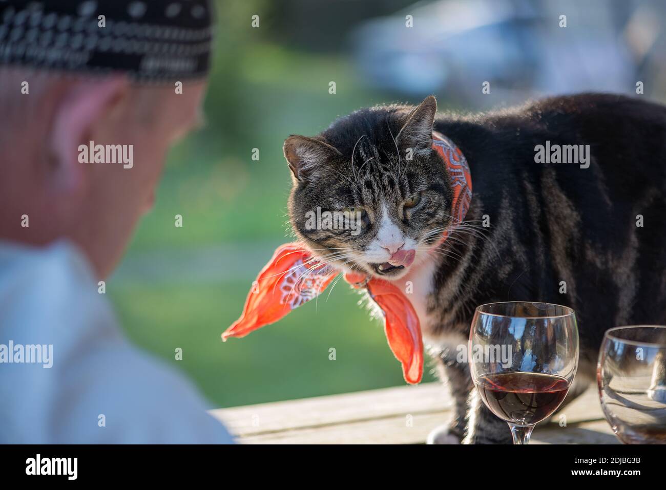 Uomo maturo con gatto e vino rosso a Backyard Foto stock - Alamy