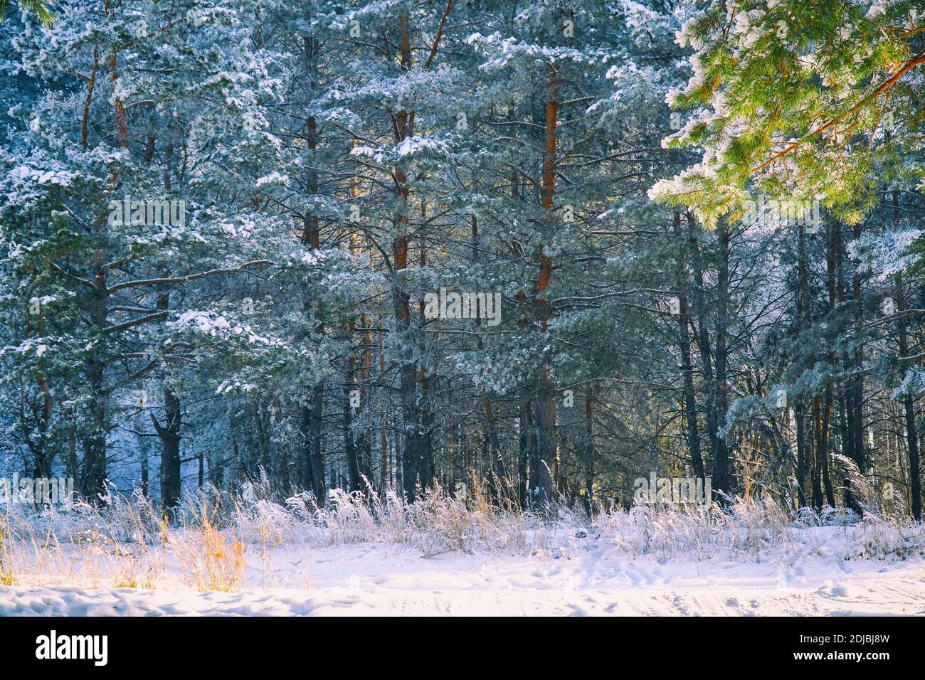 Favolosa pineta invernale di conifere spolverata di neve Foto Stock