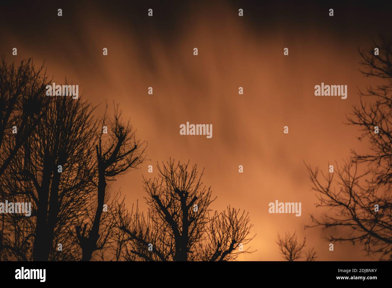 Nuvole che si muovono rapidamente su un cielo notturno drammatico dietro gli alberi Foto Stock