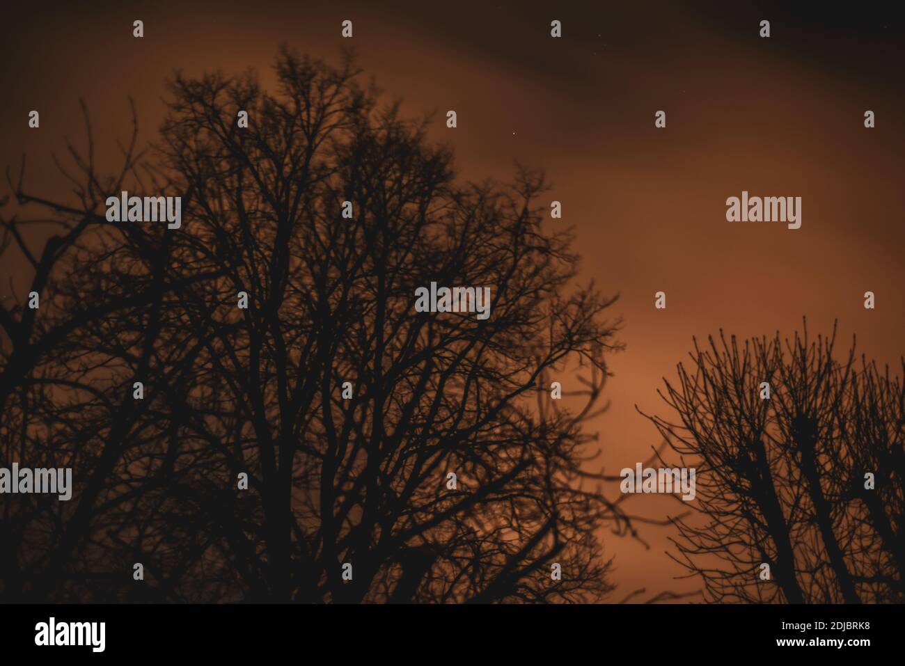 Nuvole che si muovono rapidamente su un cielo notturno drammatico dietro gli alberi Foto Stock