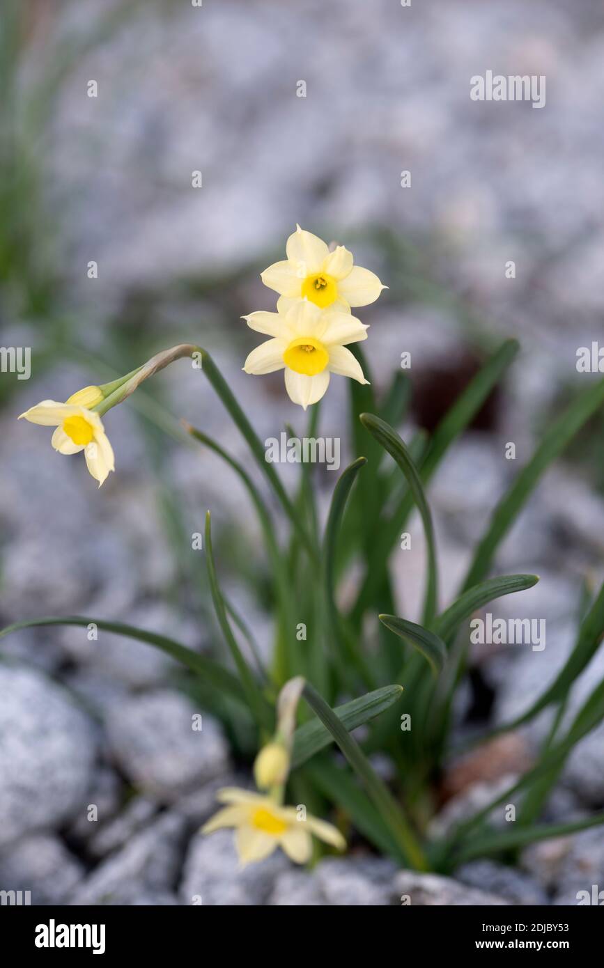 Narcissus 'Minnow' Foto Stock