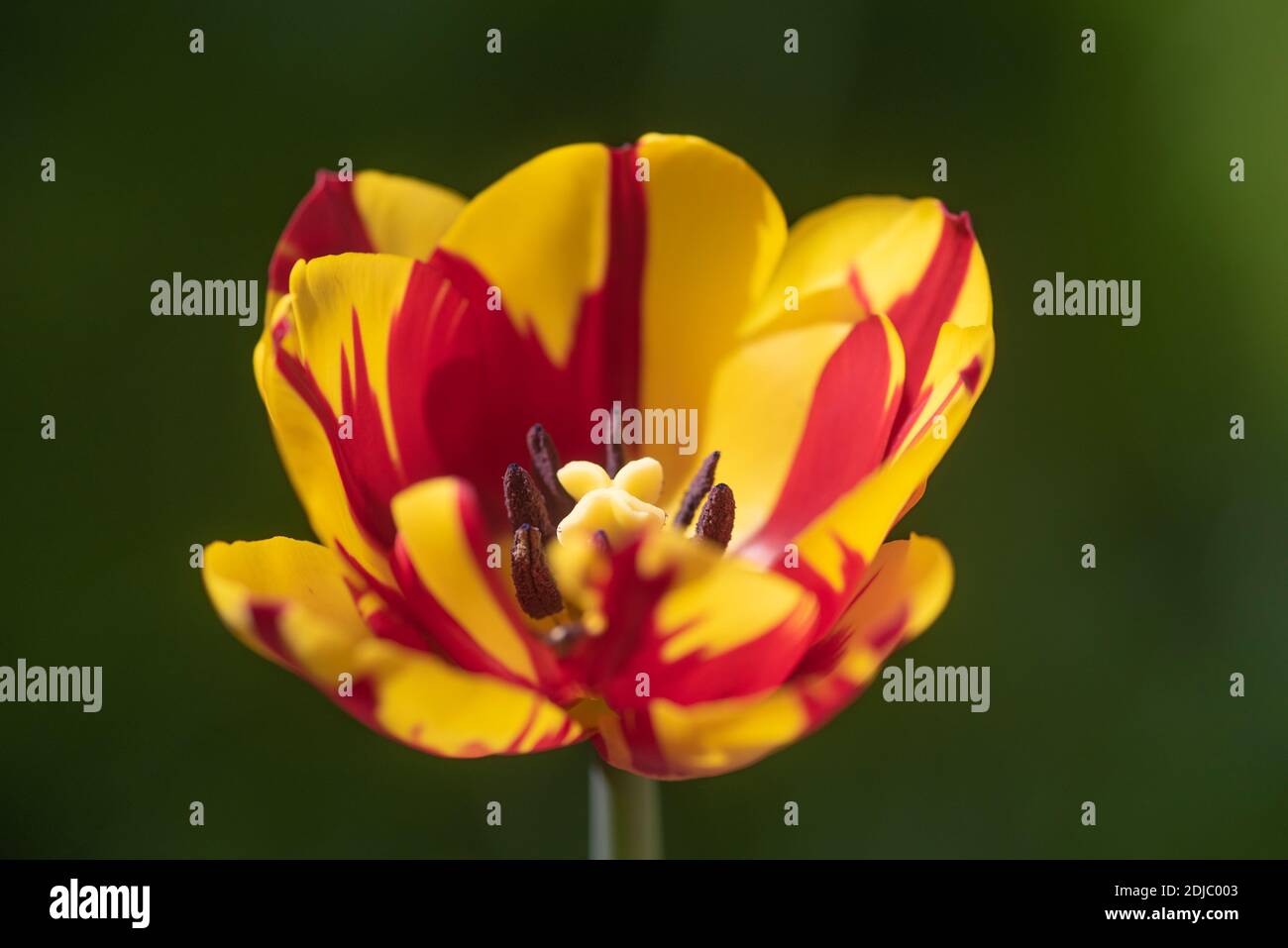 Tulipa "Helmar" Foto Stock