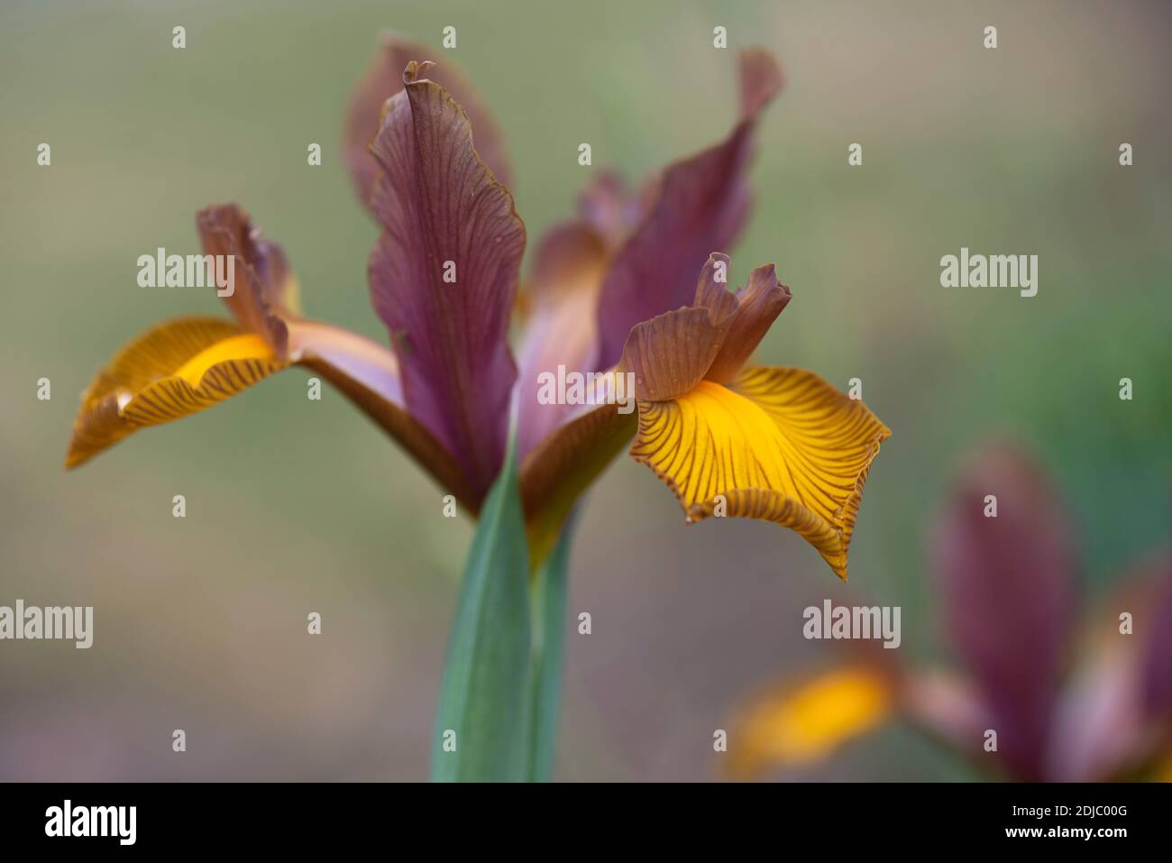 Iris x Re Leone di Hollandica Foto Stock